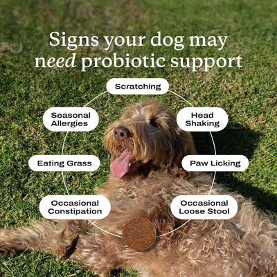 Allergy & Itch Chews