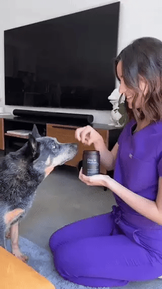 @vetmedjess
