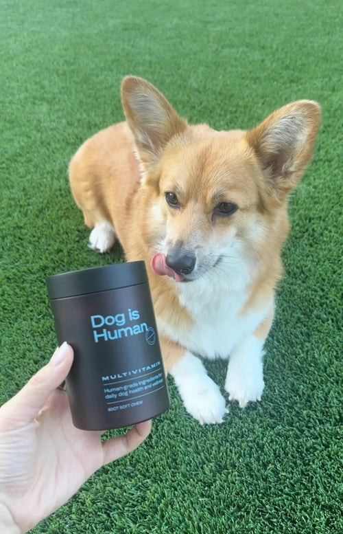 @oatlythecorgi
