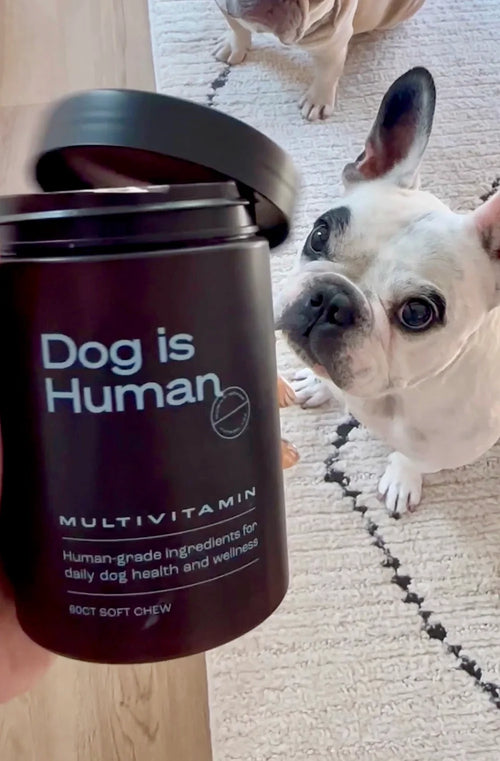 @waltergeoffreythefrenchie